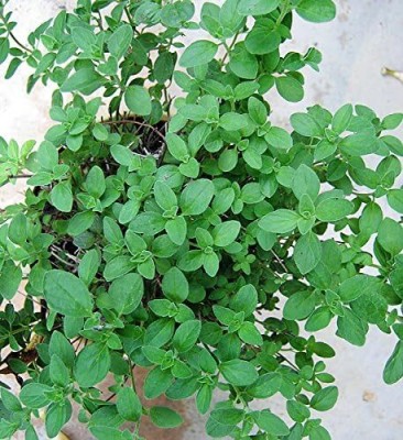 Qualtivate KXL-9AT Oregano Seeds- Italian- Heirloom Seed(200 per packet)