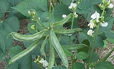 CRGO BEANS Seed(20 per packet)