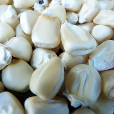 VibeX ® LXI-425 White Corn Seeds Seed(500 per packet)