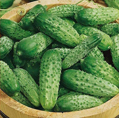 VibeX ® RXI-361 Cucumber Indoors F1 Vine Self-pollinated Seed(200 per packet)
