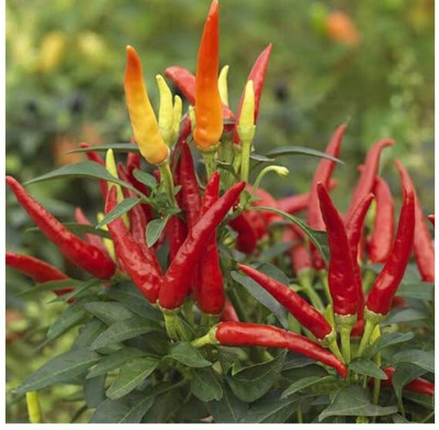 greenfarm NXC- Chilli Seeds/Mirchi Seeds , Best Quality , 500 X Seeds ,mnj137 Seed(500 per packet)