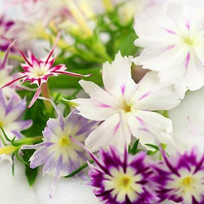 XOLDA Exotic phlox twinkle Seed(15 per packet)