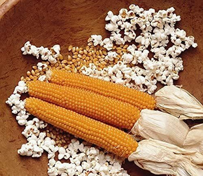 WILLVINE NKR -I Snow Puff Popcorn-[500g] Seed(2000 per packet)
