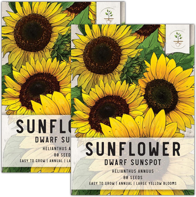 Qualtivate HUA-3A Dwarf Sunspot Sunflower (Helianthus annuus) Seed(200 per packet)