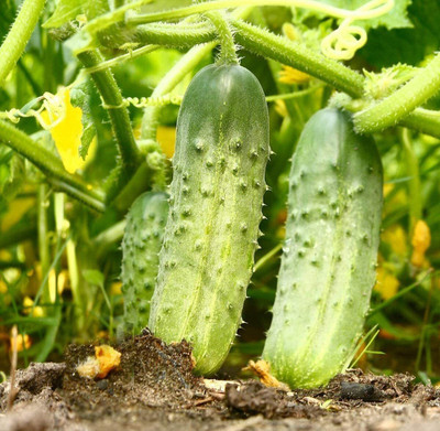 Quentova Garden Sweet Burpless Cucumber Seeds-KTK-9J Seed(200 per packet)