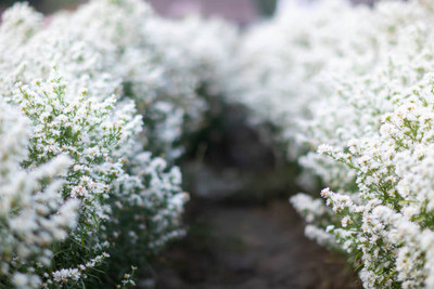 OMAZE gypsophila flower Seed(100 per packet)