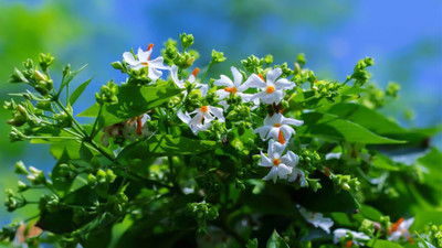 GROWN Night Jasmine (Parijaat) Plant Seed For Kitchen Gardening - 300 Seed(300 per packet)