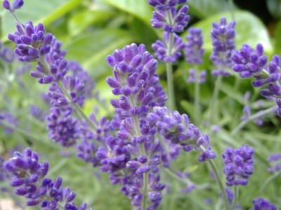 ActrovaX Lavender - Common English Lavandula Angustifolia [5gm Seeds] Seed(5 g)