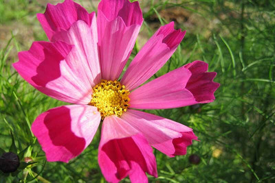 ZIXA Cosmos ‘Sea Shells’ Seed(30 per packet)