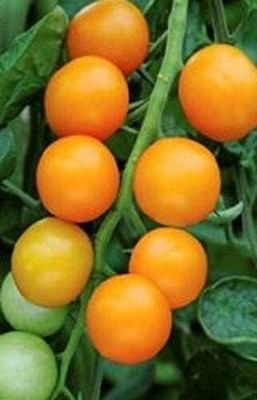 CYBEXIS Seeds of Tomato Golden Crown Cherry Type2000 Seeds Seed(2000 per packet)