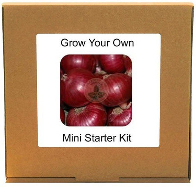 CYBEXIS Red Onion1000 Seeds Seed(1000 per packet)