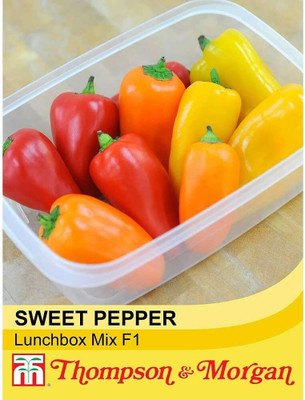 KNESSiN Sweet Mini Snack Peppers Seed(200 per packet)