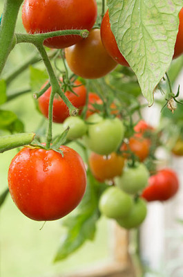 XEFRA tomato Seed(60 per packet)