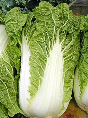 WILLVINE VNR -XIII Michihili Chinese Cabbage Seeds [50g] Seed(15000 per packet)