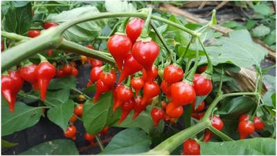 KNESSiN Easy to Grow HOT BIQUINO RED CHILLI Vegetable Seeds for Garden-(2400 Seeds) Seed(2400 per packet)