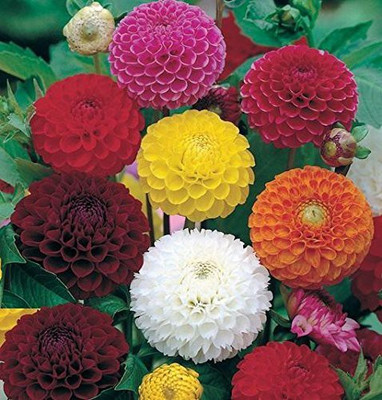 Aywal Dahlia Mixed Seeds Cactus Dwarf Rare Flower Seed(100 per packet)