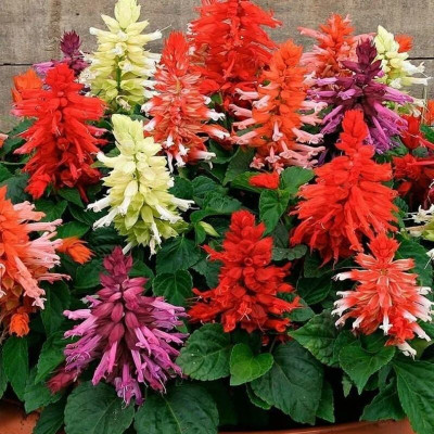 Quentova Salvia Mixed-ICRA-3O Seed(50 per packet)