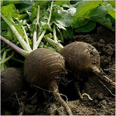 CYBEXIS Black Small Fruit Radish Vegetable Seeds2400 Seeds Seed(2400 per packet)