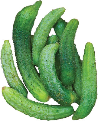 Qualtivate PUA-3A Parisian Cucumber Seeds Seed(300 per packet)