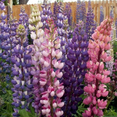 Quentova RUSSELL Lupinus polyphyllus-VS-11I Seed(75 per packet)