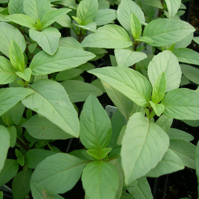VibeX ® VXI-42 Lime Basil Herb Seeds Seed(1000 per packet)