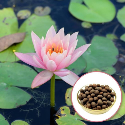 UNYSEED Lotus, kamal Seed(100 per packet)