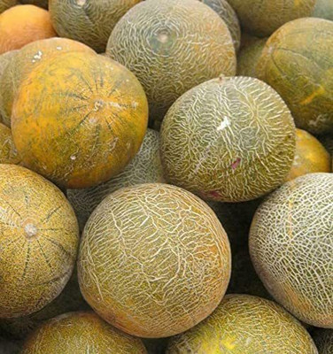 WILLVINE NDIR-375 Sweet Musk Melon Caramel Honeydew Seed(200 per packet)