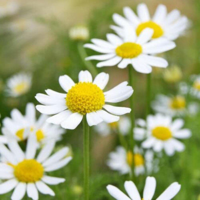 VibeX NDIR-17 - Chamomile German - (750 Seeds) Seed(750 per packet)