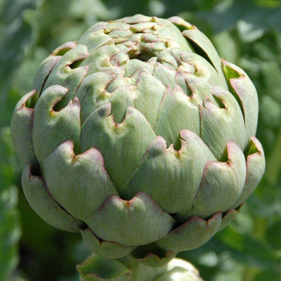CYBEXIS Artichoke Green Globe Seeds100 Seeds Seed(100 per packet)