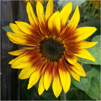 WILLVINE ™ Firecracker Sunflower (Helianthus annuus-2000 SEEDS Seed(2000 per packet)