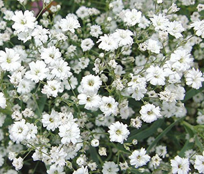 ACCELCROP Gypsophila flower Seed(100 per packet)
