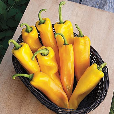 KANAYA Sweet Chilli, Mirch Seed(40 per packet)