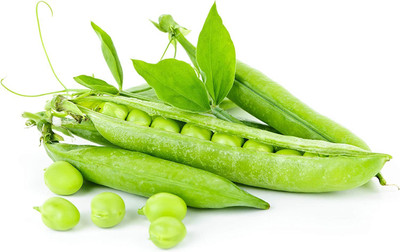 WILLVINE GBPUT-636 Thomas Laxton Pea Garden Seeds Seed(50 per packet)