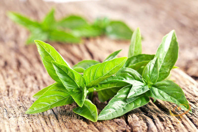 XEFRA Basil - Italian Large Leaf Seed(70 per packet)