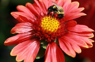 SEEDSSIDE Gaillardia Flower of 'Burgandy' Seed(20 per packet)
