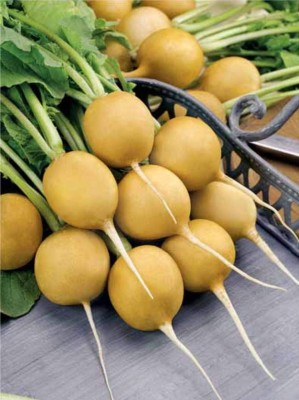 Qualtivate PUA-1A Radish Yellow 23 Days Heirloom Seeds Seed(300 per packet)