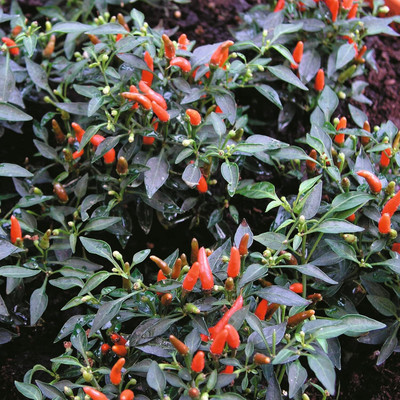KNESSiN Fast Growing Demon Red Hot Chilli Vegetable Seeds For Gardening-(1200 Seeds) Seed(1200 per packet)