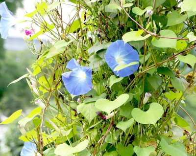 ZIXA IPOMEA FLOWER Seed(10 per packet)