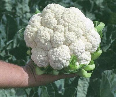 WILLVINE ROX -IV Cauliflower Tetris, Hybrid quality Seed[10g, 3000 Seeds] Seed(3000 per packet)