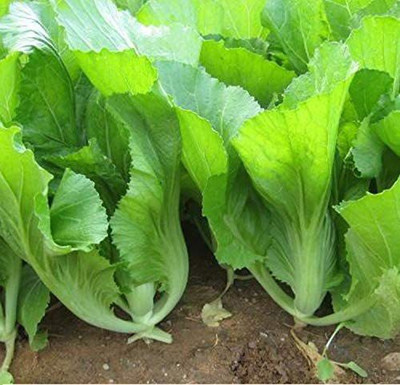 CYBEXIS LX-64 - GAI Choi Chinese Mustard Cabbage - (250 Seeds) Seed(250 per packet)