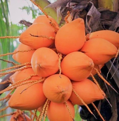 SHYAM Yield Rare Dwarf Red Coconut Fruit Tree Seed(1 per packet)