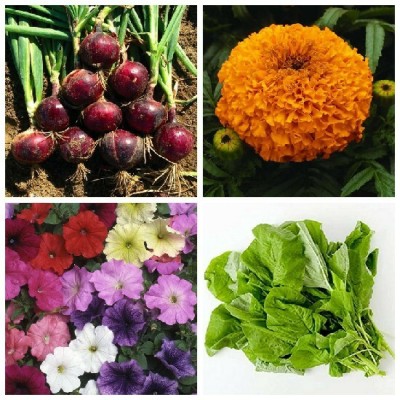 SimXotic Onion Red, Marigold Orange Flowers, Petunia Mixed Flowers & Sarso Mustard Seed(4 per packet)