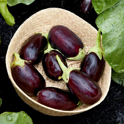 Biosnyg Hybrid Early Brinjal 'Genie' ( Seeds) Seed(1000 per packet)