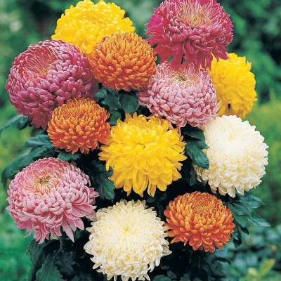 CYBEXIS PAU-28 - - Flower Chrysanthemum indicum - Indian Chrysanthemum - (270 Seeds) Seed(270 per packet)