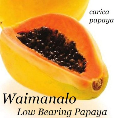 KNESSiN LAIE GOLD~ Yellow PAPAYA Kamiya Hybrid Waimanalo Solo X-77 UH Seed(50 per packet)