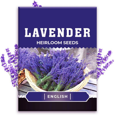 MOOFGA English Lavender Seeds for Planting Indoors or Outdoors Seed(150 per packet)