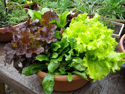 WILLVINE Lettuce Mixed Leaves Seeds - Lettuce Green-[400 Seeds] Seed(400 per packet)