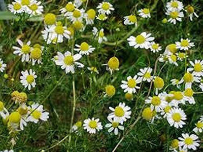 VibeX NBIR-8 - Common German Chamomile - (750 Seeds) Seed(750 per packet)