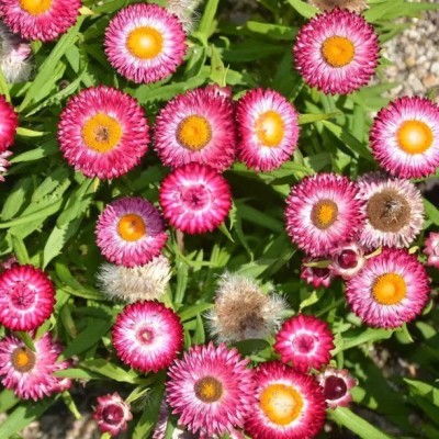 Aro Helichrysum Seed(55 per packet)