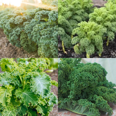 ibains Kale seeds for sprouting bij 20 Seed(20 per packet)
